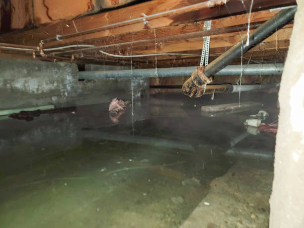 Best Local water damage restoration  in Easton, PA